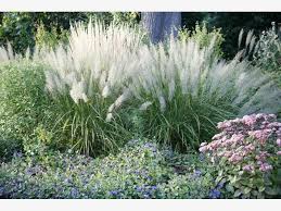 Diamantgras Jardim Garten Capim