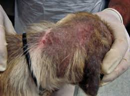 Image result for what do Mallophaga look like in dog fur