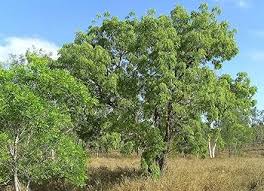 Image result for Bolusanthus speciosus