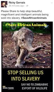 Bad Humans Killed My Family And Bad Humans Sent Me Here But That Day In The Hole It Was Humans Who Saved Me Save Animals Animal Activism Animal Advocacy