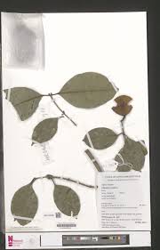 Image result for Cylindropsis