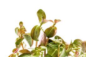 Image result for Ludwigia senegalensis