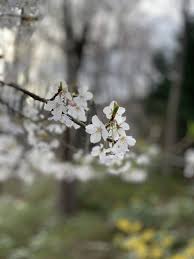 A related consideration is the form of the tree, again there is a range of choices. Springtime Cherry Blossoms At Our Asheville Cabins Asheville Cabins Of Willow Winds