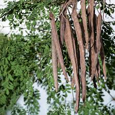 Image result for Moringa oleifera