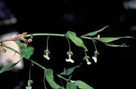 Image result for Celtis