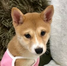 He will make a great family pet! Visit Our Shiba Inu Puppies For Sale Near Miami Florida