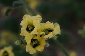 Image result for Momordica corymbifera