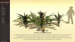 Image result for Osmundaceae