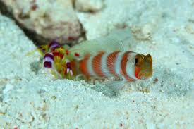 Invasive, introduced into the great lakes via freighter ballast. Goby Fish Snapping Shrimp A Symbiotic Relationship Aquaviews