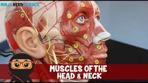 Head and neck muscles diagram. Muscles Of The Head Neck Anatomy Model Youtube