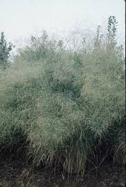 Image result for Panicum novemnerve