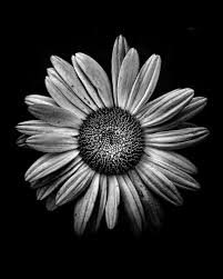 Black And White Sunflower Pictures Backyard Flowers In Black And White 13 By Brian Carson In 2020 White Sunflowers Black And White Flowers Sunflower Tattoo