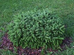 The blues weeping colorado spruce (picea pungens 'the blues'): Evergreens