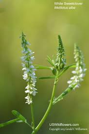 Image result for Mellera lobulata