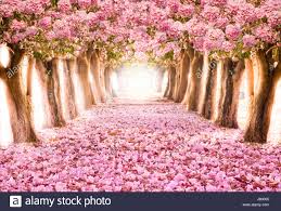 Maybe you would like to learn more about one of these? Trees With Pink Blossoms