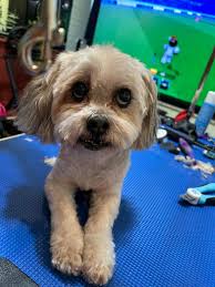 Introduction to Jayysten Grooming Mobile Pet Grooming Service