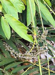 Image result for Synsepalum muelleri