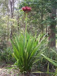 Gymea Lily Not A Succulent But Dramatic In Size Australian Native Garden Australian Plants Native Plant Gardening