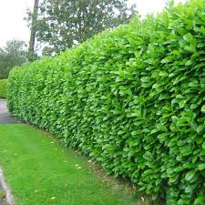 Which Hedge Hedging Plants Explained Evergreenhedging Com