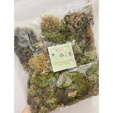 When used with orchids, sphagnum moss can be a life savior, or the doom of an orchid. Sphagnum Moss For Plants Or Arts And Crafts Shopee Philippines