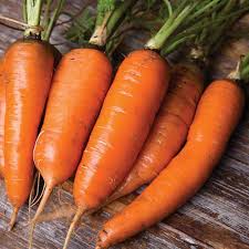 Noun sense of motivational tool refers to carrot and stick. Danvers Carrot Seed Savers Exchange