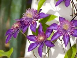 We did not find results for: Skin Problems From Outdoor Plants
