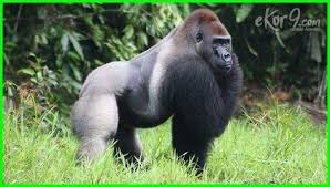 7 Contoh Hewan Omnivora Penjelasan Dan Gambarnya Dunia Fauna Hewan Binatang Tumbuhan Hewan Binatang Mamalia