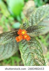 Image result for Gesneriaceae