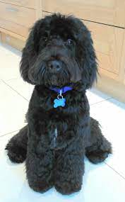 My Darling Denzel Black Cockapoo Puppy 11 Months Old Cockapoo Grooming Black Cockapoo Poodle Mix