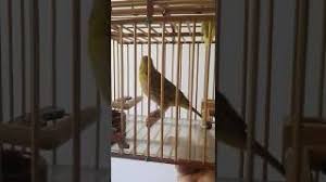 Connect with users and join the conversation at allure. Descargar Mp3 Canto De Canario Criollo El Villaco Gratis Buenamusica Net