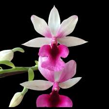 Image result for Calanthe
