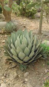 Cacti plants further symbolize maternal love and care because they have medicinal qualities. Lotus Shaped Cactus Picture Of Sarkaria Cactus Garden Panchkula Tripadvisor