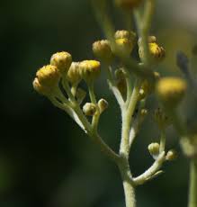 Image result for Schistostephium crataegifolium
