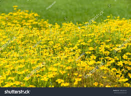 Image result for Microglossa