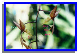 Image result for Solenangis conica