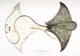 Free Public Domain Www Rawpixel Com Spotted Eagle Sting Ray Myliobatis Maculatus From Illustrations Of Indian Zo Stingray Free Illustrations John Edwards