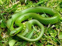 Smooth Green Snake Garden Snakes Snake Green Snake