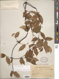 Image result for Alafia caudata