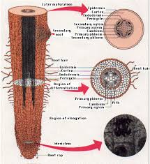 We did not find results for: Roots