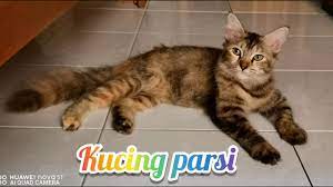 .gambar kucing parsi paling comel kumpulan , 5 gambar comel kucing tidur blog arau, and the gallery for \u0026gt; Kucing Kampung Kucing Parsi Youtube