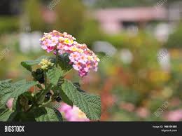 It was formerly operated by yayasan harapan kita. Lantana Camara Flower Image Photo Free Trial Bigstock
