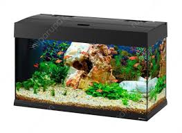 Cara merawat ikan hias dan aquarium tentunya hal yang sangat membuat pecinta ikan hias merasa kerepotan dalam membersihkan aquarium atau. Rekomendasi Aquarium Ikan Hias Dan Manfaatnya Blog Ruparupa
