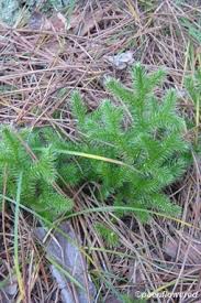 Image result for Lycopodiaceae