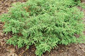 Image result for Juniperus
