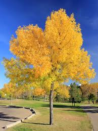 Prairietime trees estevan shade trees. Green Ash For Sale Treetime Ca