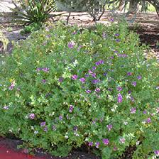 Image result for Polygala petitiana