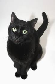 The Unexposed Secret Of Black Cats Breeds Disk Trend Magazine Black Cat Breeds American Shorthair Cat Anime Cat