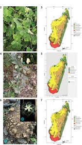 Image result for Oreosyce africana