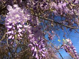 They form dense groves the flowers are protogynous meaning that the female organ, the stigma, ripens before the pollen does and they are a deep and beautiful reddish purple color and smell a bit like rotting flesh in order to. This Beautiful Purple Vine Can Be Deadly To A Tree