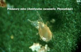 Image result for Trilepisium